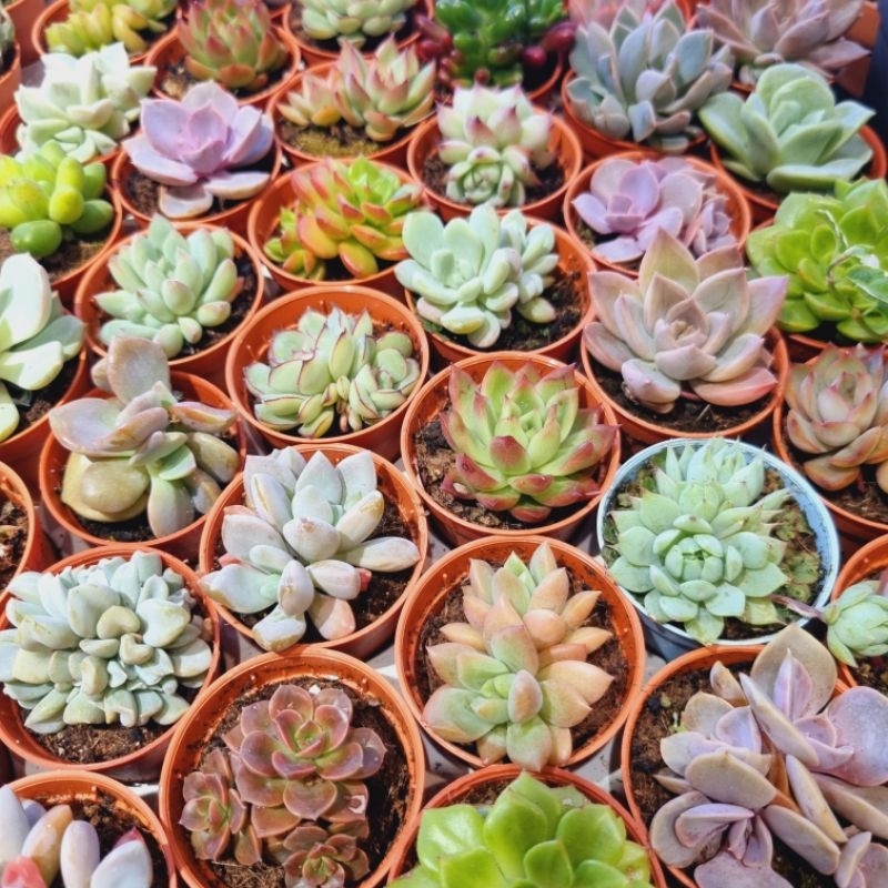 Random Live Succulent plant/ cactus (pot size 5cm) ready stock 多肉植物 仙人掌