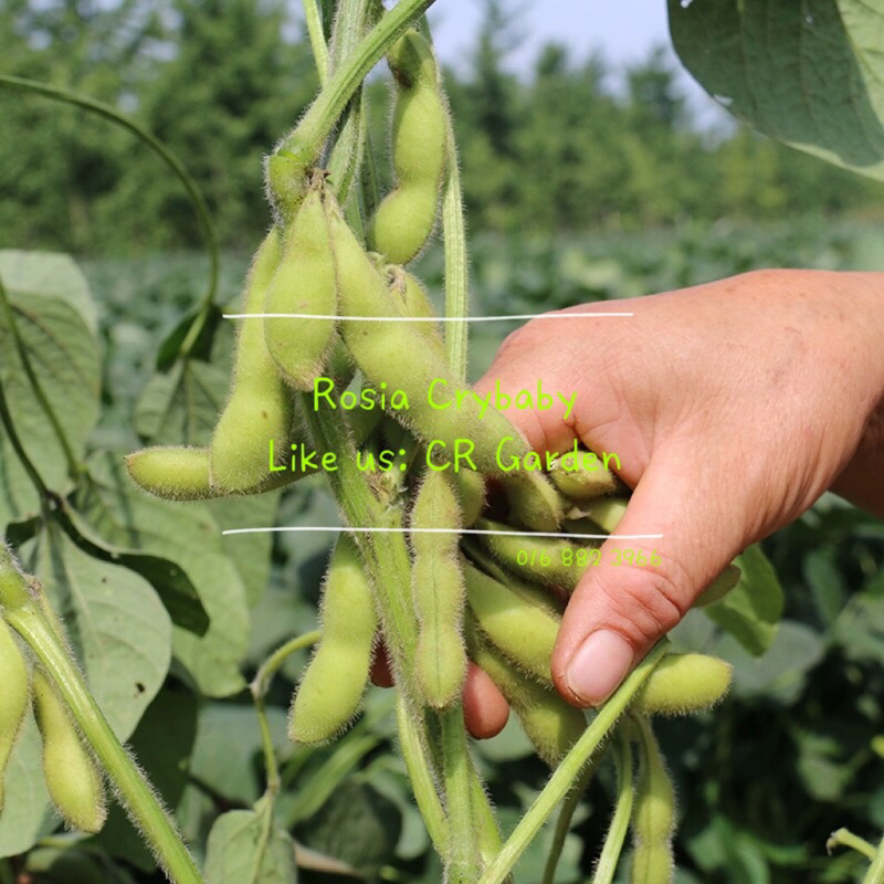 Edamame 15 seeds 毛豆15粒 (80 Days, Plant height 35cm) Shopee Malaysia