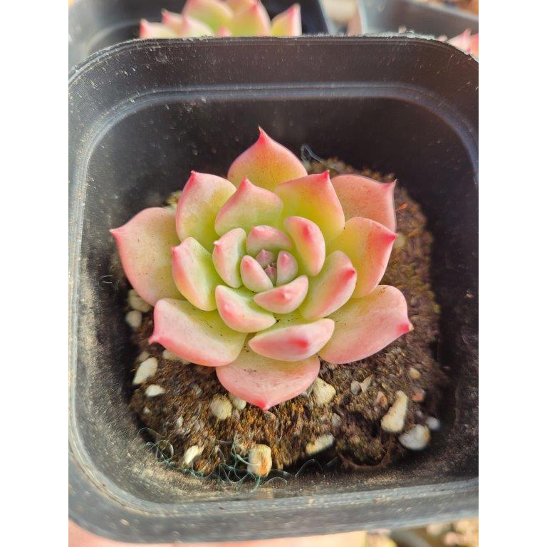 AK玛丽姬单头Echeveria 'Mary Bell' Single/One Head (Around 3-4cm 