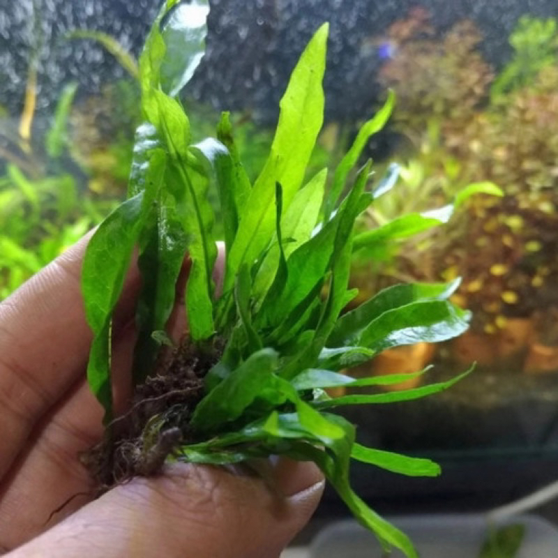(akuarium) BEGINNER aquarium fish Java fern plant (1 leaf) | Shopee ...