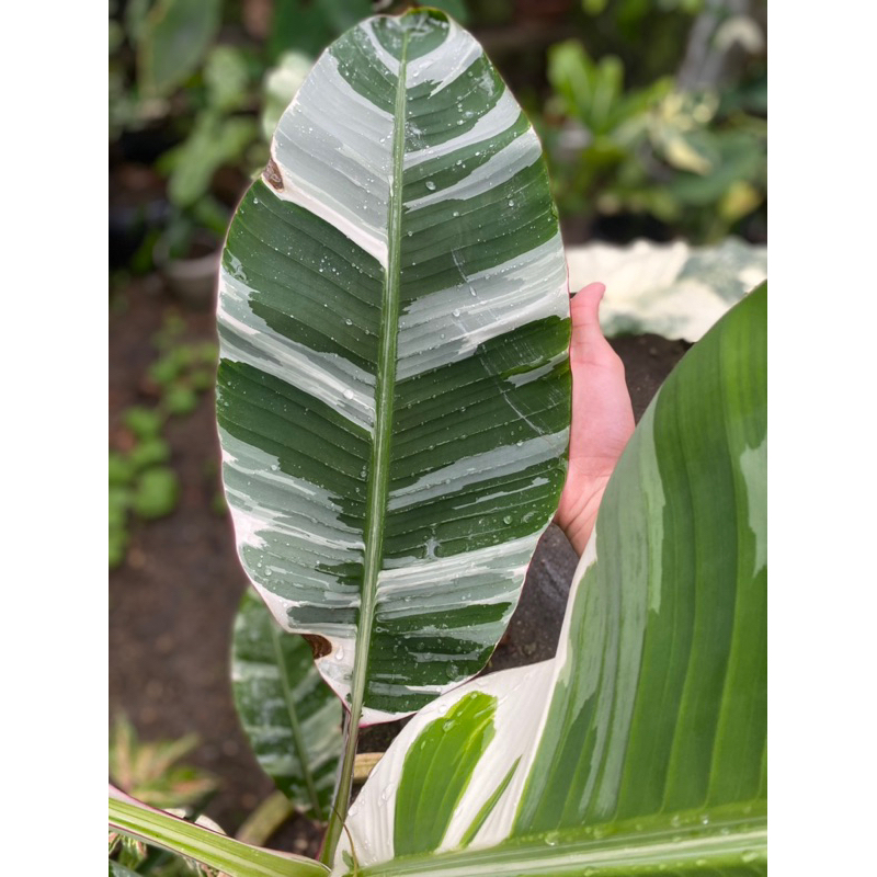 banana musa florida & icecream variegated banana🍌 very RARE exotic