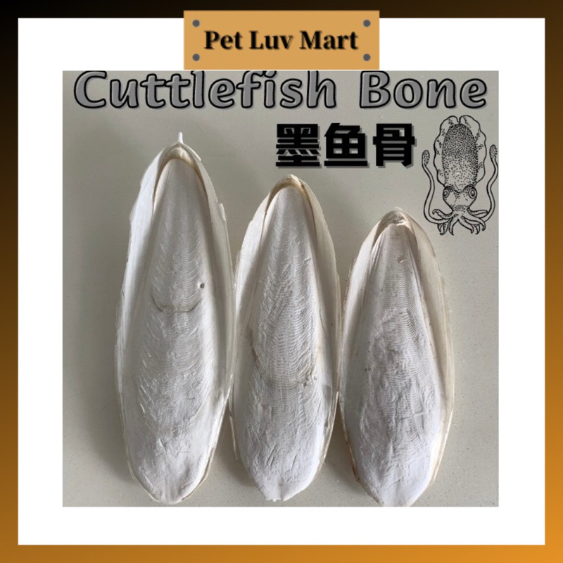 Cuttlefish Bone Tortoise Calcium Supplement 墨鱼骨（陆龟补钙神器）Tulang Sotong KuraKura Shopee Malaysia