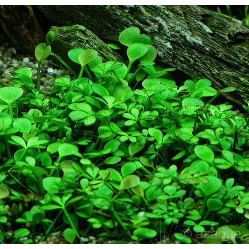  D O A Marsilea Hirsuta Carpet Plant Lowtech AquaticLifeStudio 