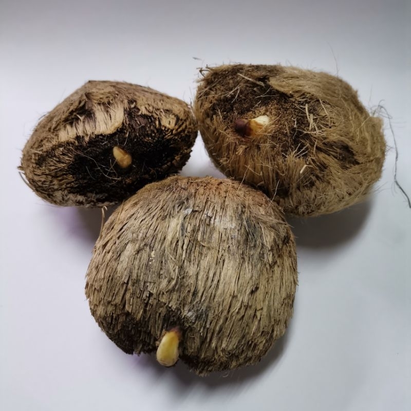 Palmyra palm seed germinate Palmyra Sea Coconut Seed Plant Benih Biji