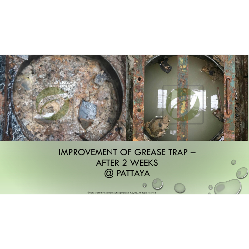 Sentinel Eat The Grease Microbe Enzyme Biocatalyst for Hotel and