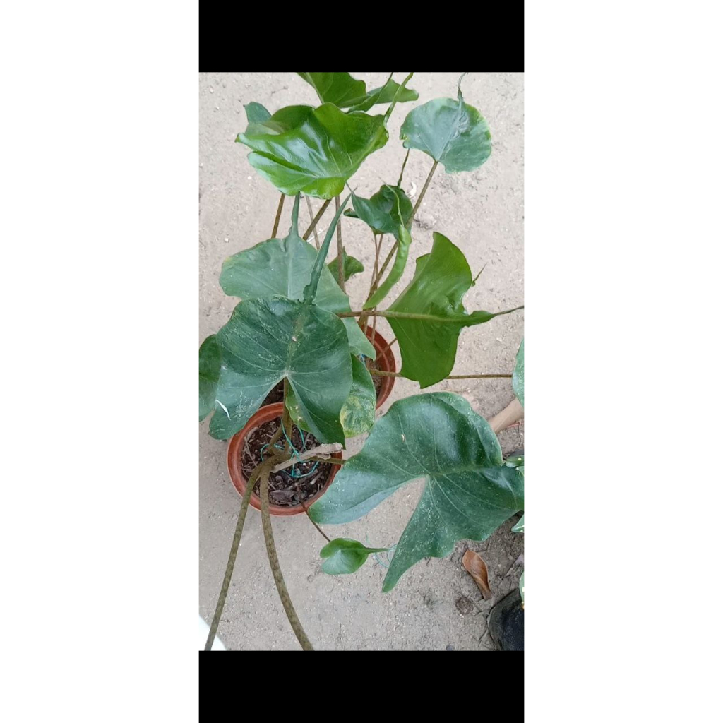 Pokok Bunga Hidup ALOCASIA PARI/STRINGRAY Live Plant | Shopee Malaysia