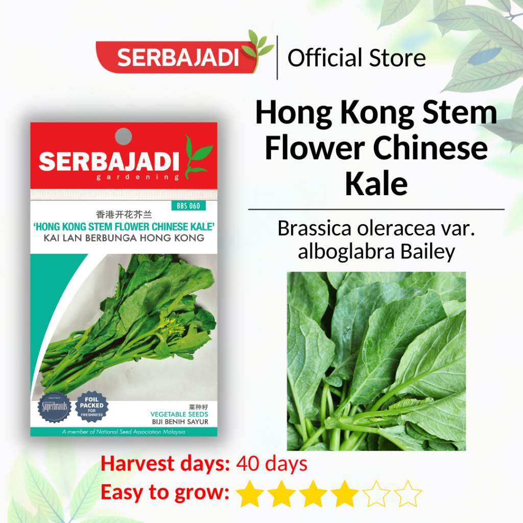 Serbajadi Vegetable Seed Hong Kong Stem Flower Chinese Kale Biji Benih