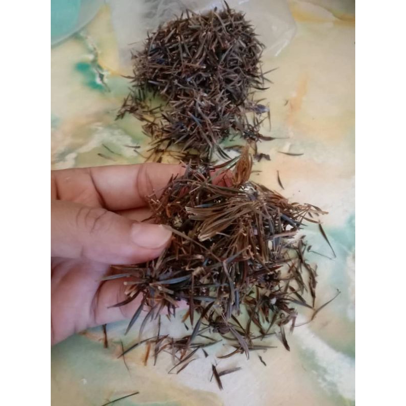 40 Biji Benih Pokok Ulam Raja (Cosmos Caudatus ) | Shopee Malaysia