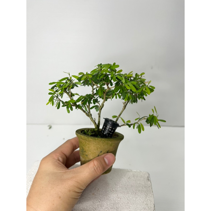 越南凌珊迷你盆栽带盆 Vietnamese Bluebell / Linh Sam Mini Bonsai with pot | Shopee ...