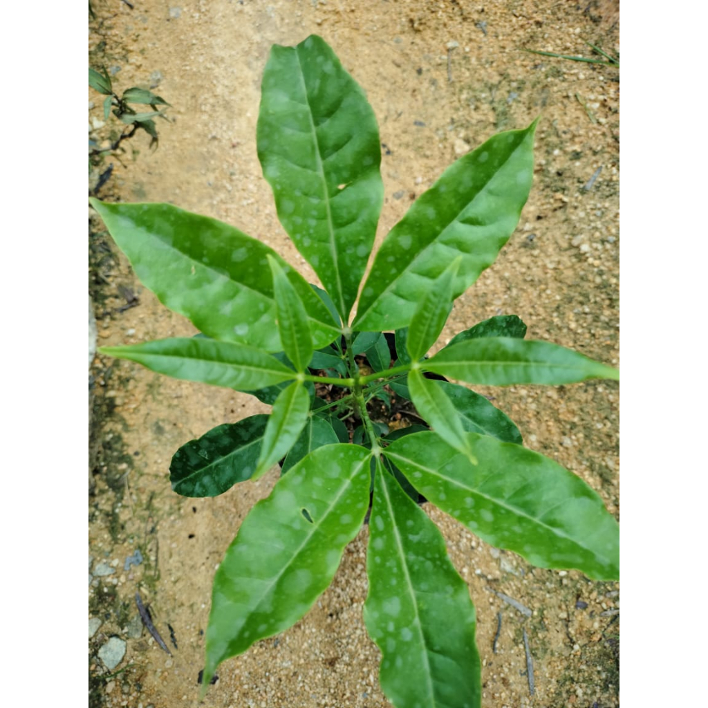 Anak Pokok Ulam Tenggek Burung Anak Benih Pokok Tenggek Burung Dalam