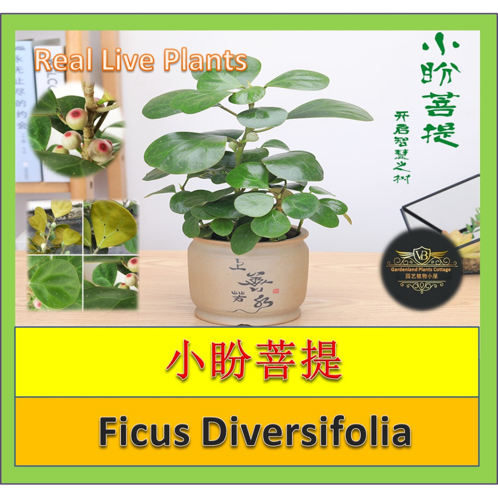 【Ready Stock/现货】Real Live Plant Ficus Diversifolia Potted Plant 小盼菩提盆栽带 ...