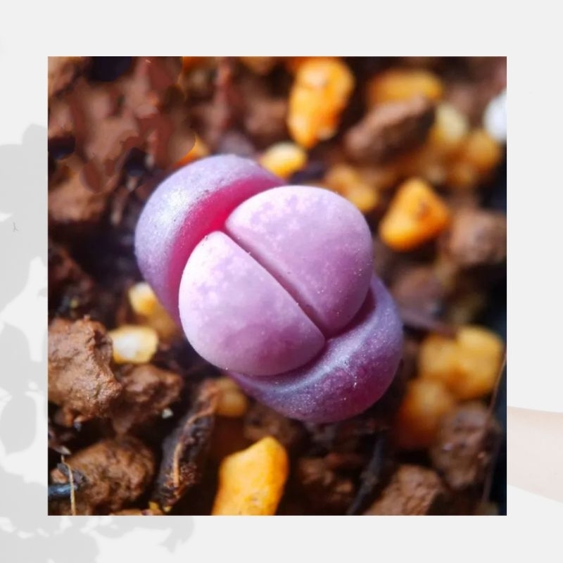 Ganohealth rare succulent Lithops Meyer Hammer Ruby 红菊水（±1.5cm) with ...