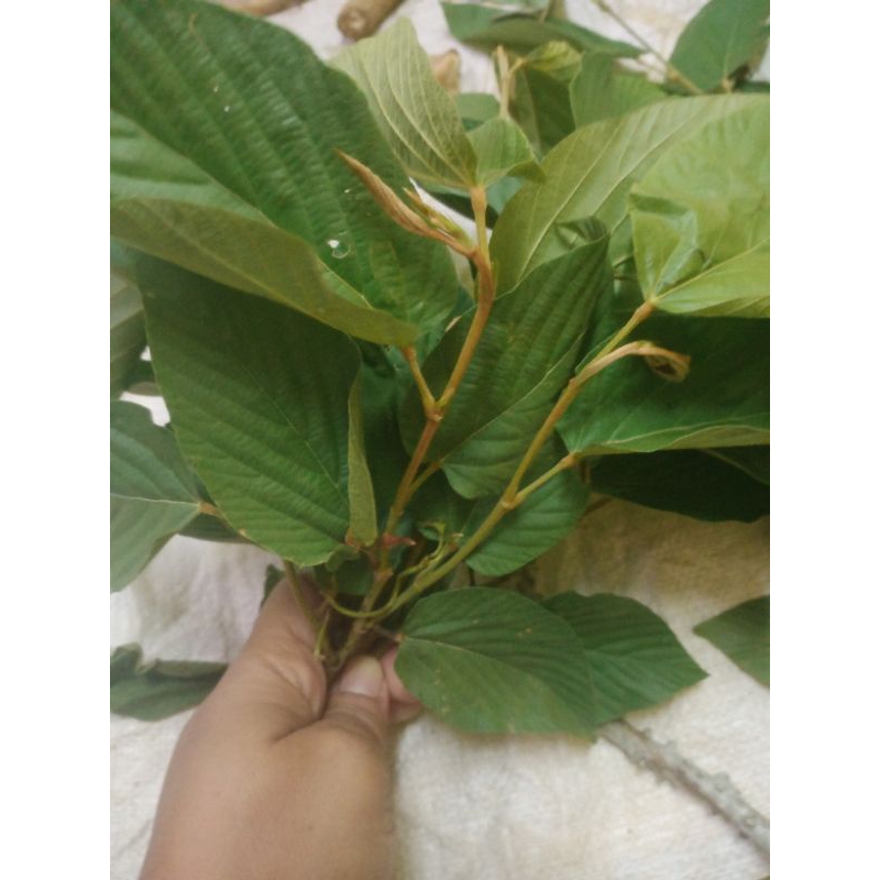 OFFER☑️☑️DAUN MERINGAN/SERINGAN(RM5 UTK 5 RANTING) | Shopee Malaysia