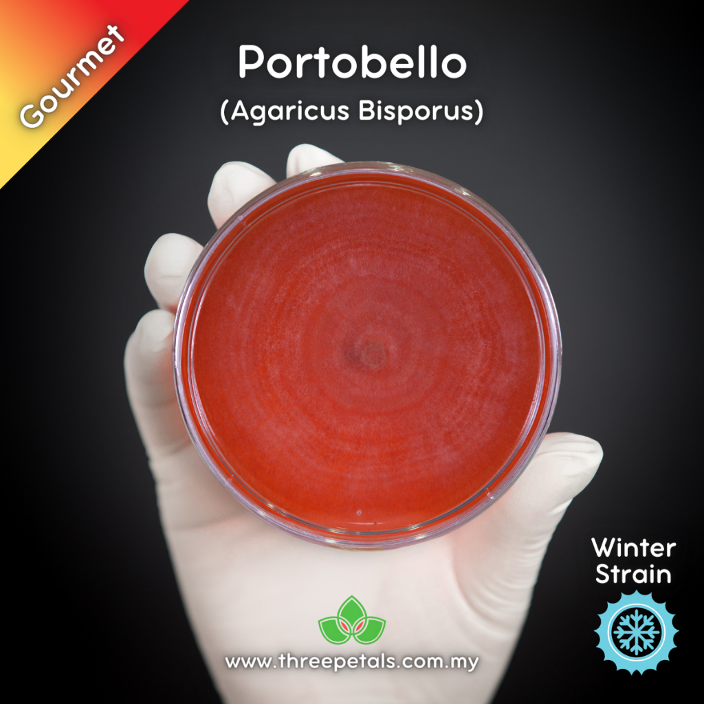 Portobello (Agaricus Bisporus) Live Mycelium Mushroom Culture Spawn ...