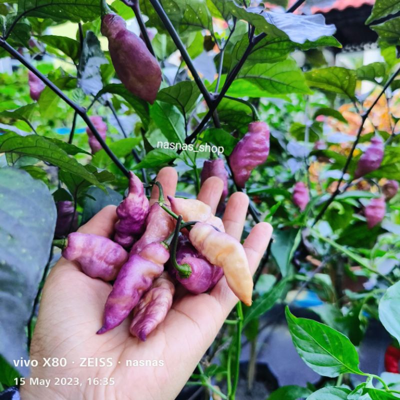 Benih Cili Pepper Reaper Pink Peach Chili Seeds Chilli Seed Vege Super