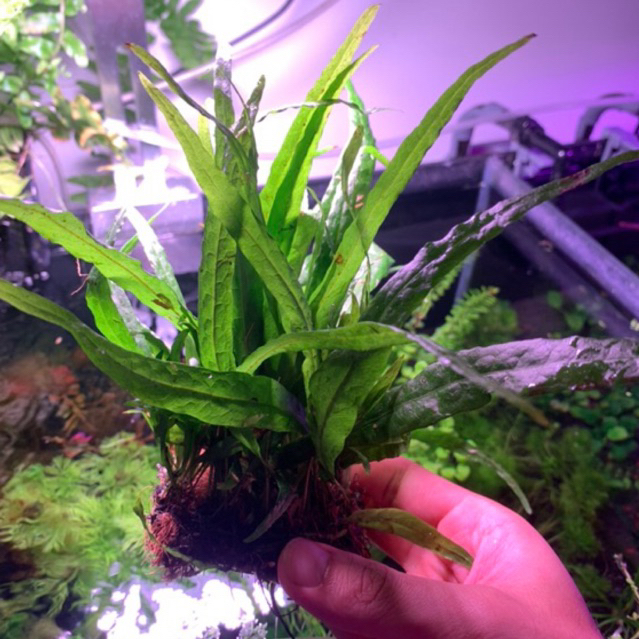 (DOA) Mini Fern / Windelov Fern / Mini Java Fern /Microsorium Pteropus ...