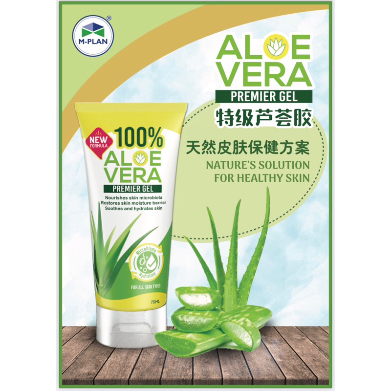 agave blu Agave Blue Glow (Agave 'Blue Glow') - 15 Gal