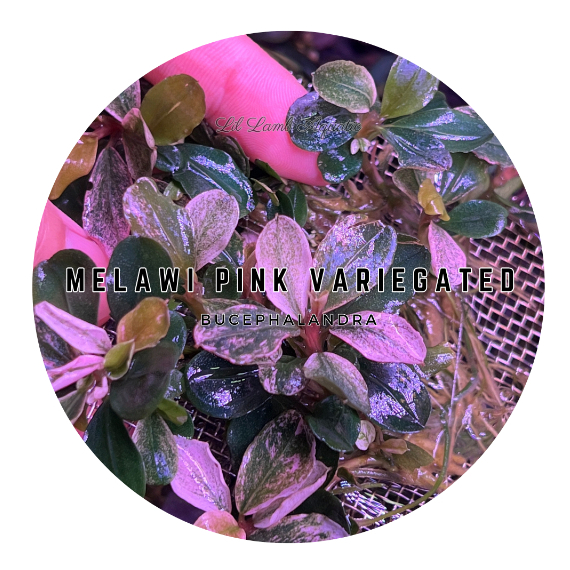 Aquatic Plant] New Arrival Offer Bucephalandra Sp Melawi Pink