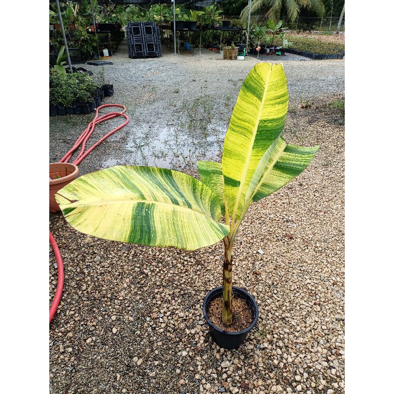Banana Musa Ice Cream Variegated/Pisang Variegated(Limited) Shopee