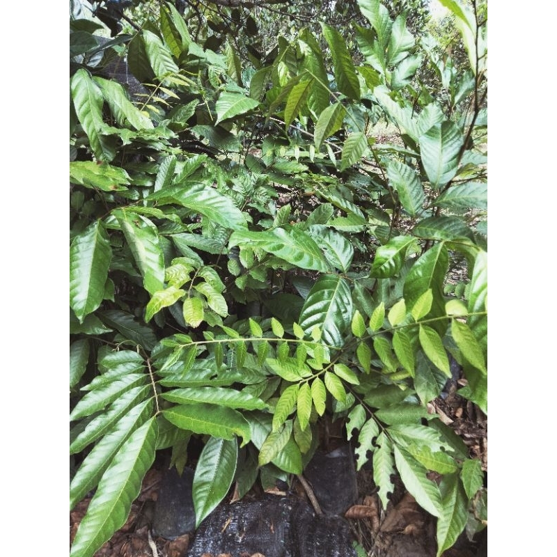 Anak Pokok Rambutan Semai Biji tinggi 1 - 2 kaki lebih | Shopee Malaysia