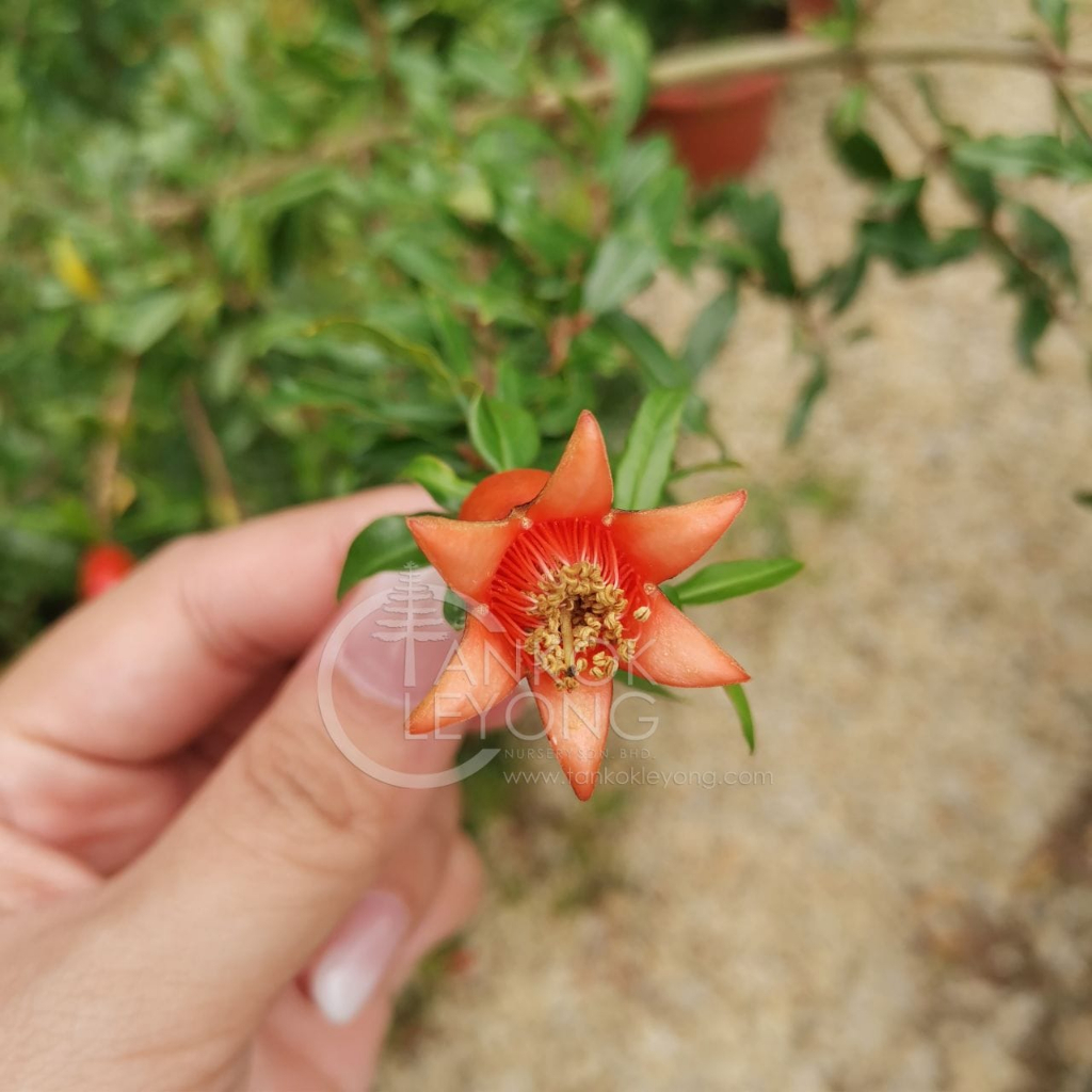 tkl-outdoor-big-size-plant-punica-granatum-linn-70-80cm-pomegranate