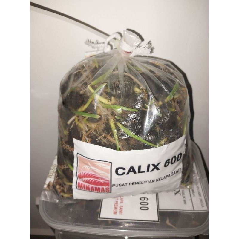 BENIH SAWIT / CAMBAHAN SAWIT [ CALIX 600] | Shopee Malaysia