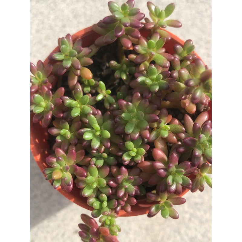 Purple rice succulent 紫米粒多肉 Portulaca Gilliesii (cuttings) | Shopee ...