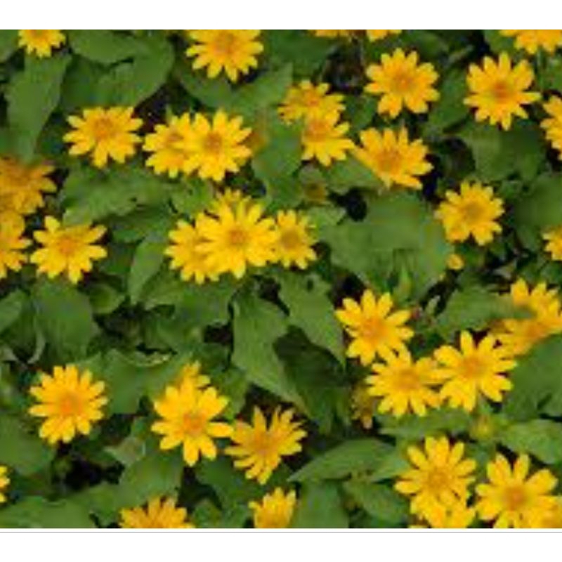 10 biji benih BUNGA BUTTER DAISY seeds Shopee Malaysia