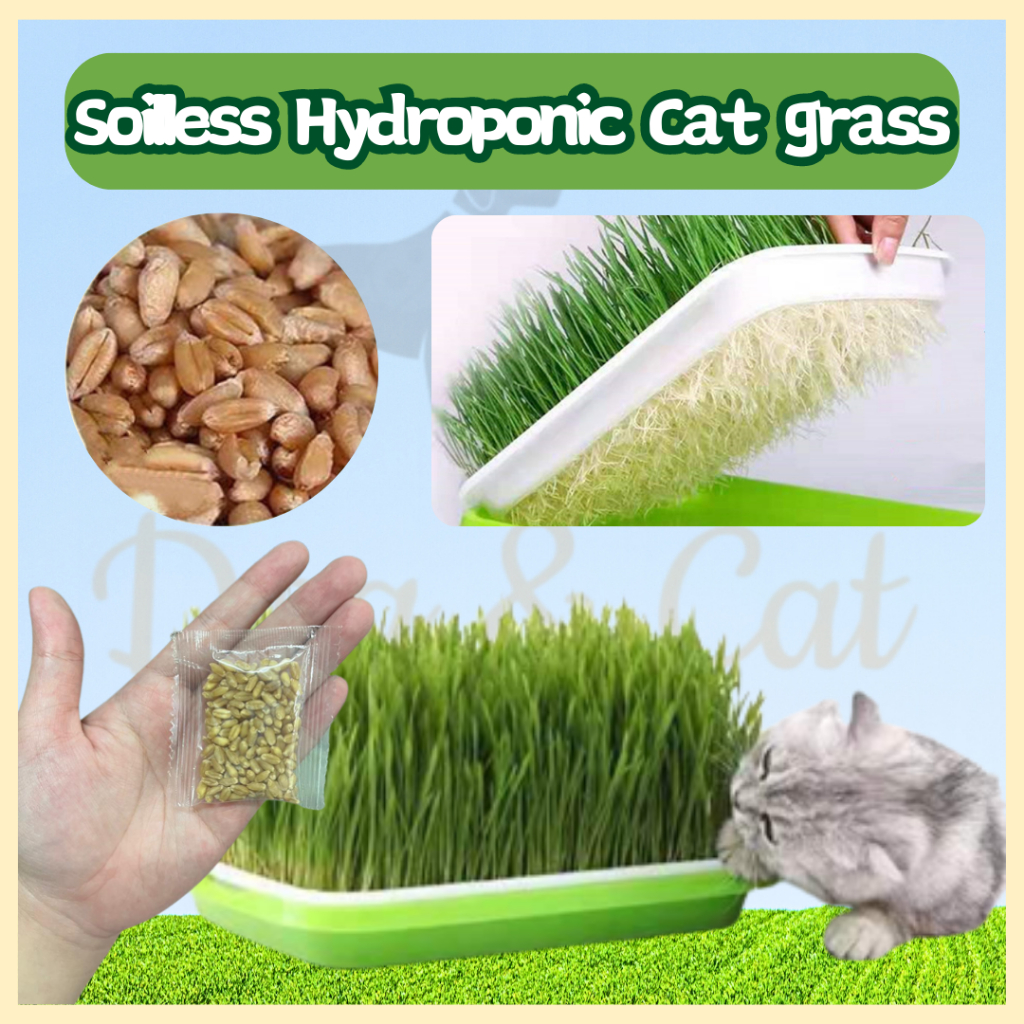 READY STOCK Cat Soilless Hydroponic Cat grass Rumput Kucing Water ...