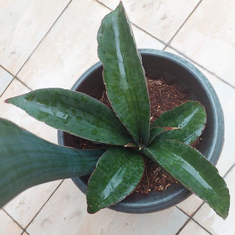 🔥Rare🔥 Sansevieria Sinus-Simiorum R979 | Shopee Malaysia