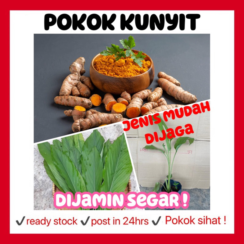 RINA • pokok kunyit • turmeric curcuma longa daun kebun masak herbs