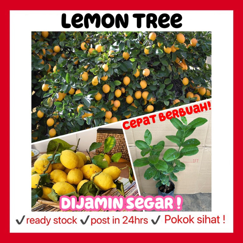 RINA • lemon tree • pokok limon fruit sapling buah buahan gardening ...