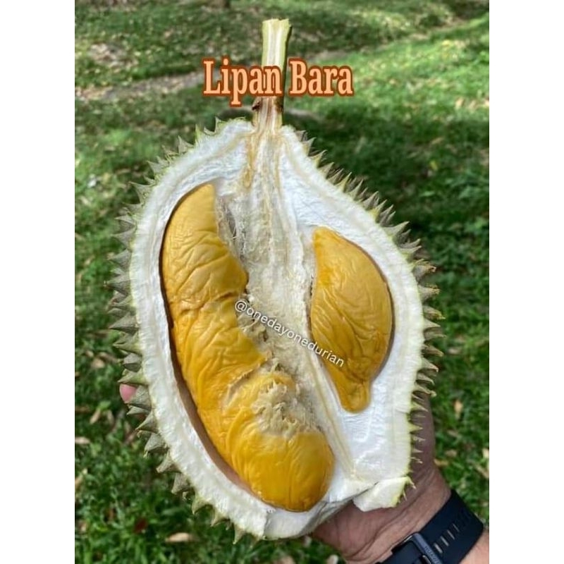 Pokok Durian Balik Pulau Lipan Bara💥💥💥 Shopee Malaysia