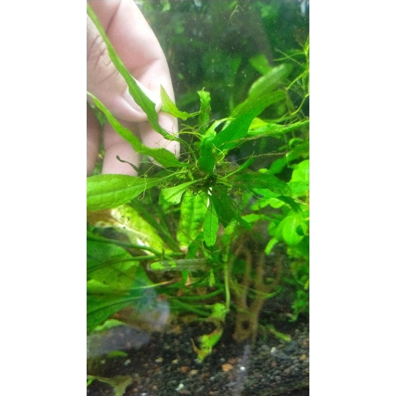 aquatic plant java fern (lowtech plant) | Shopee Malaysia