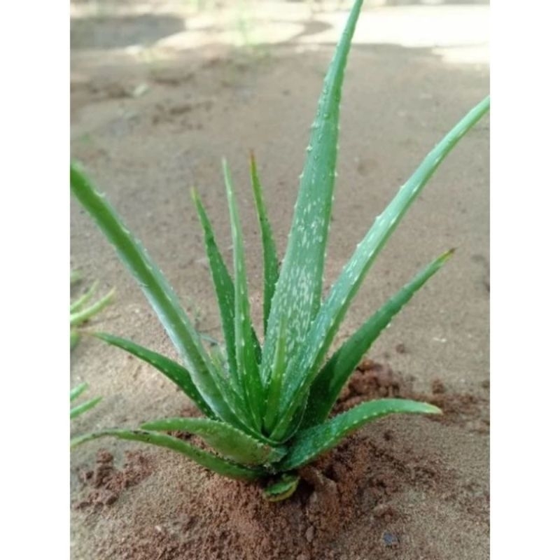 Pokok Lidah Buaya Aloe Vera Plant Real Plant Without Potpolibeg