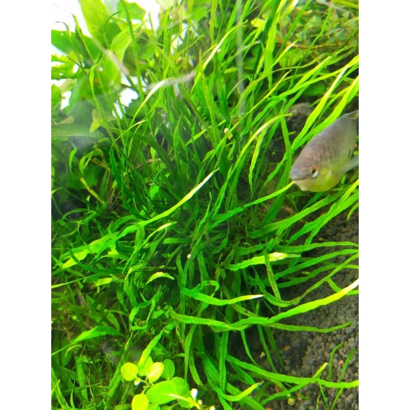 Microsorum pteropus "True Needle Leaf"(Needle leaf Java fern) Shopee Malaysia