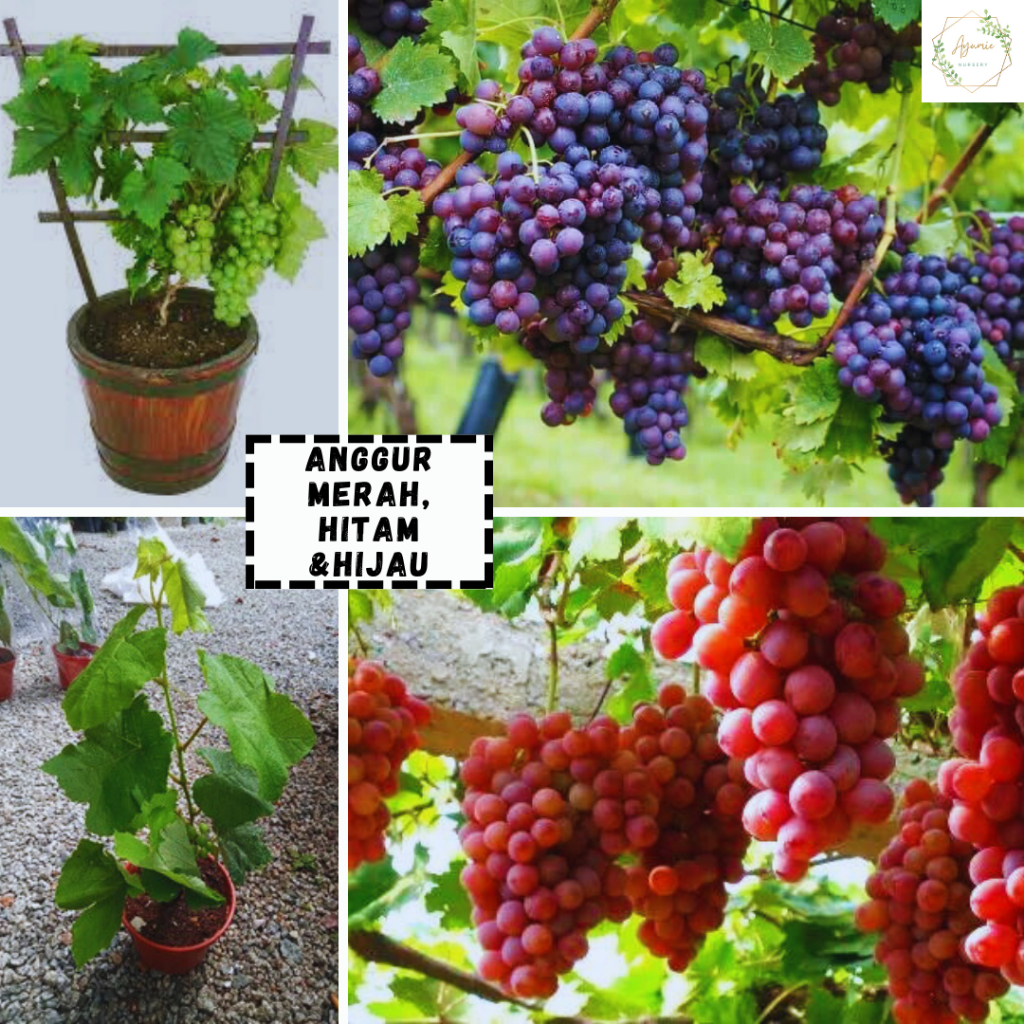 Pokok anggur hitam , merah ,hijau | Shopee Malaysia
