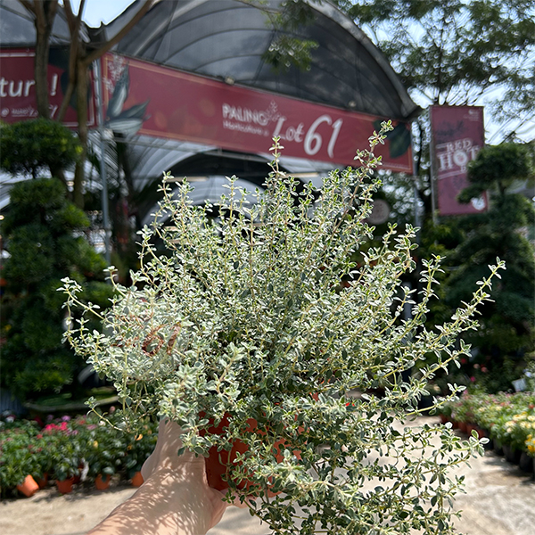[Paling Horticulture Sdn Bhd] Thyme Herb Plant 百里香 Pokok Taim Hidup