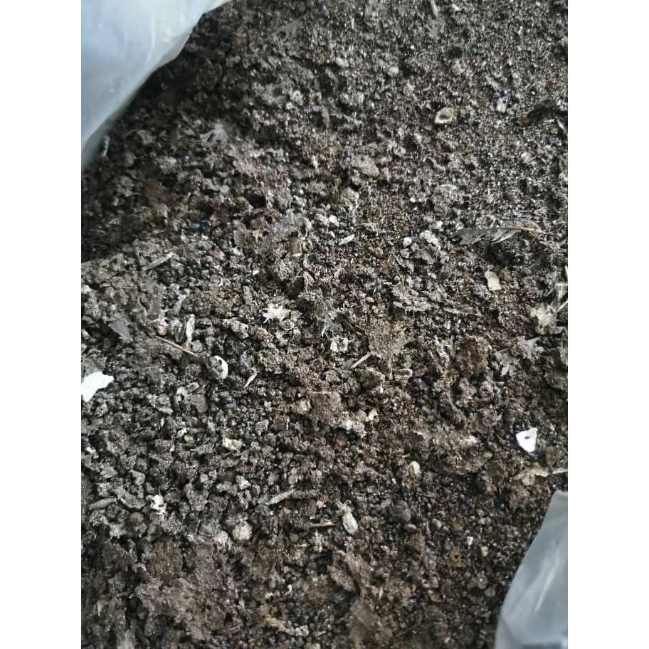 [1KG] SUMANDAK WALIT 100% ASLI Kotoran Tahi Burung Walet Baja Drooping ...