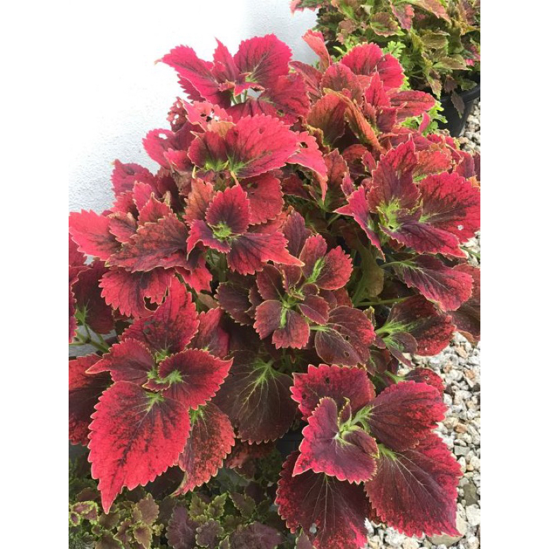 Pokok Ati ati merah kembang ( Red Coleus ) pokok dalam polybag | Shopee ...