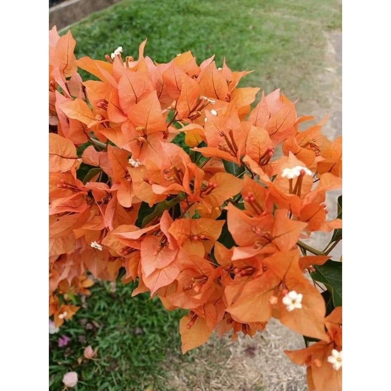 Bunga Kertas Bougainvillea Fire Opal | Shopee Malaysia