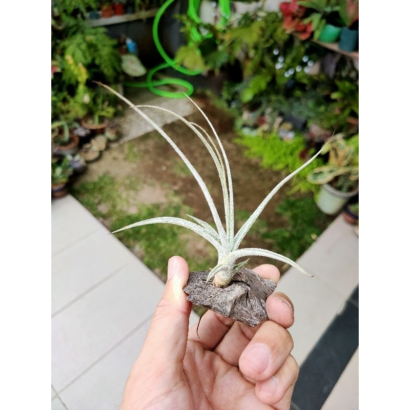 Peltry Jellyfish Tillandsia | Shopee Malaysia チランジア Peltry