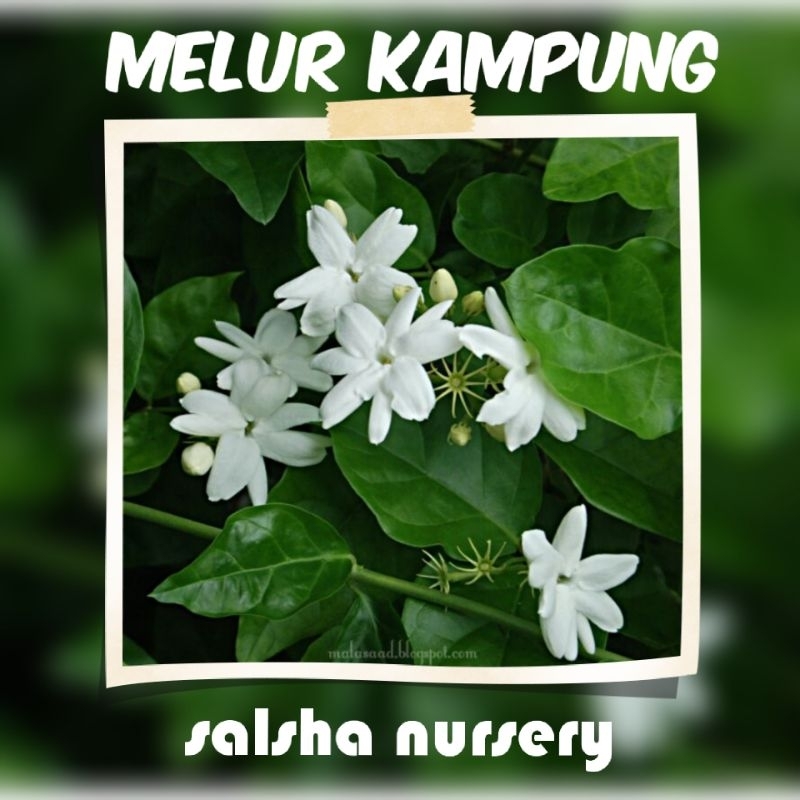 💥🔥 POKOK BUNGA MELUR WANGI | pokok hiasan outdoor | Shopee Malaysia