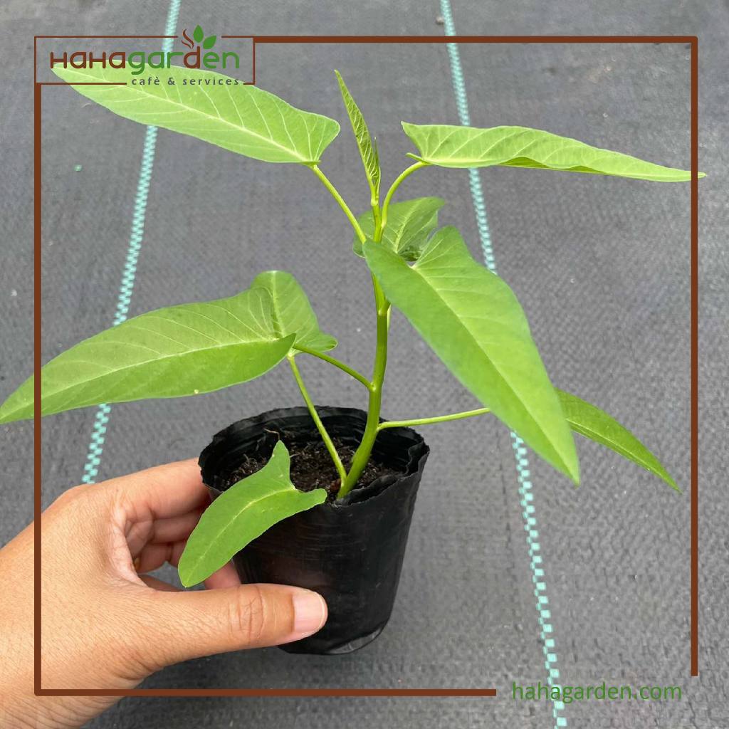 Anak Pokok Sayur Kangkung (LIVE PLANT) | Shopee Malaysia