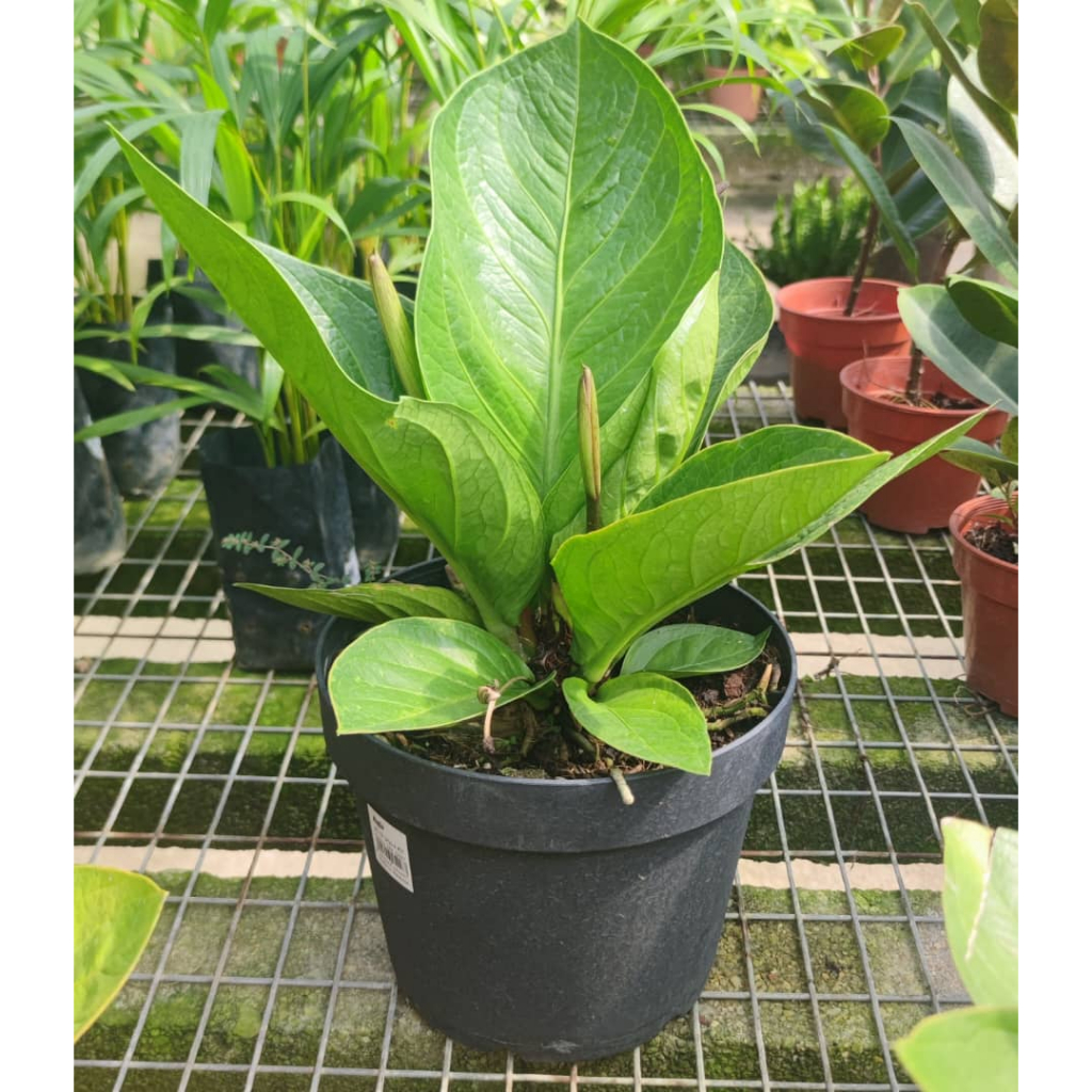 agave wird braun Agave Stricta Nana kaufen – Zwergagave mit stacheligem Charme