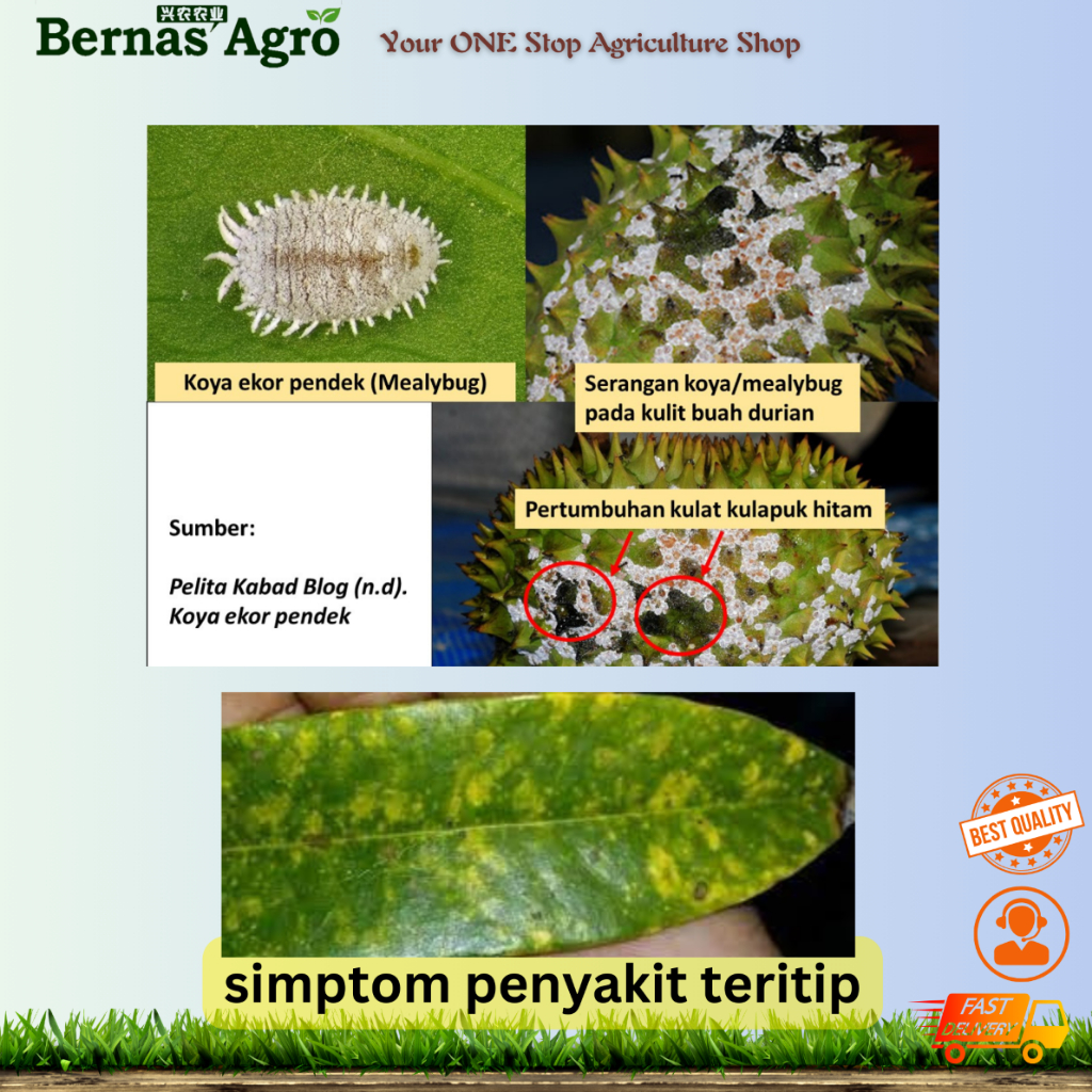 Albarol White Oil 72.0% Racun Koya Teritip Durian Mealy Bug Durian ...