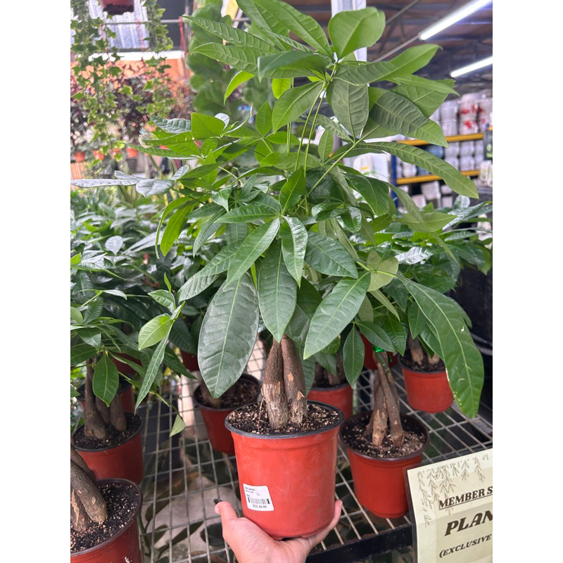 INDOOR PLANT pachira Aquatica /Money tree/Wealth attracting plant/Good ...