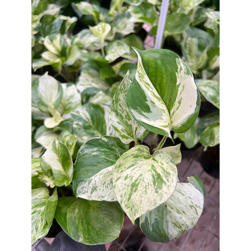 red anderson philodendron 4