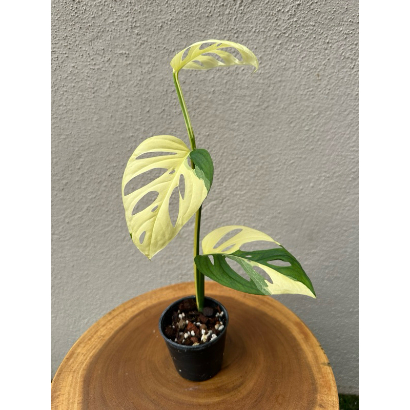lonicera pileata maigrün Lonicera nitida 'Maigrün'