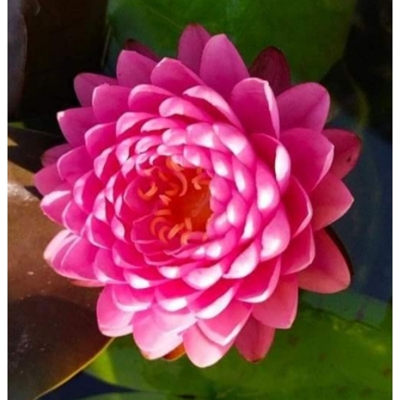Waterlily Nymphaea 'Malikan' #Matured# Plants 睡莲玛丽甘 | Shopee Malaysia